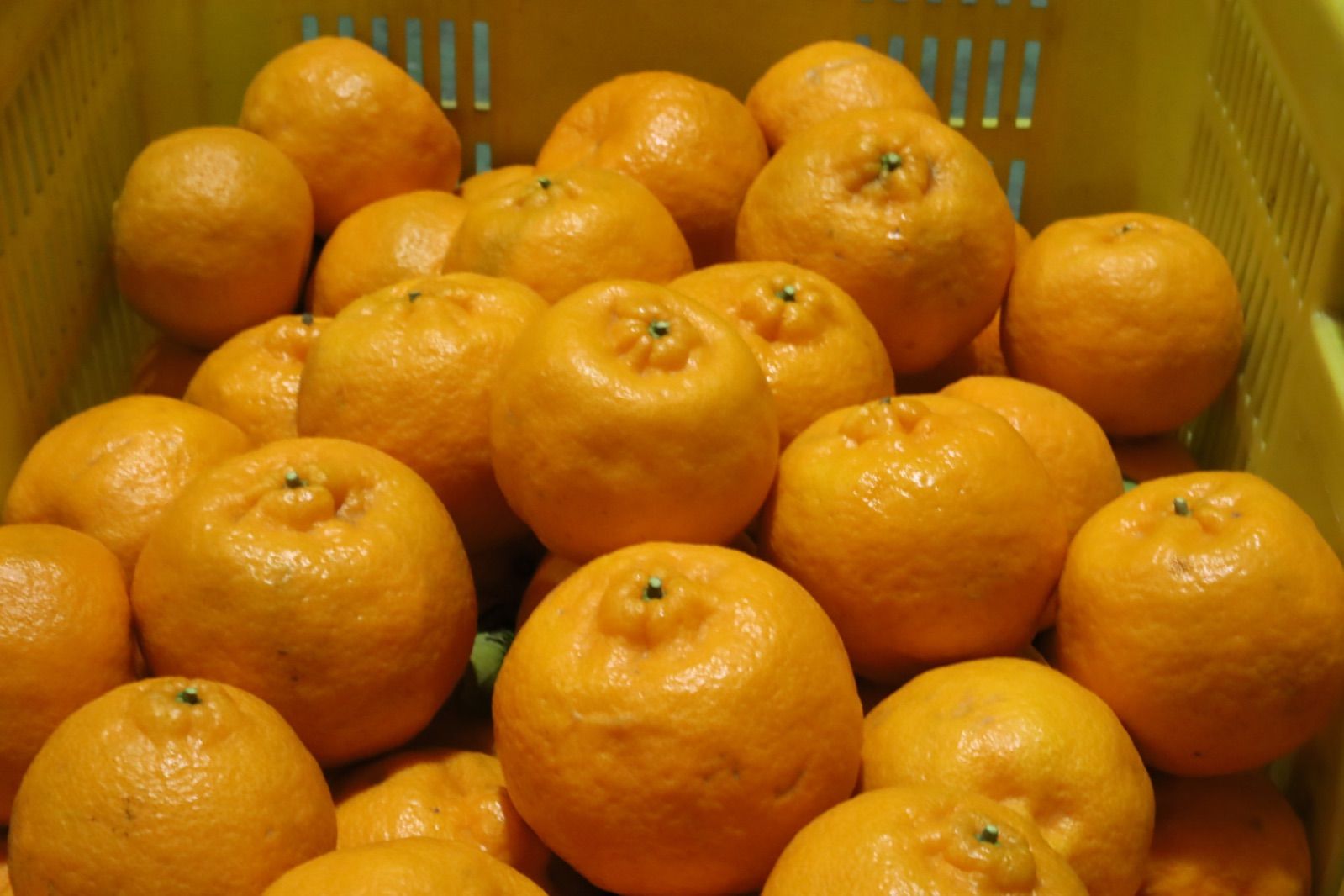 家庭用　食べ比べセット✨　9〜9.5kg ポンカン&ネーブルオレンジ-1