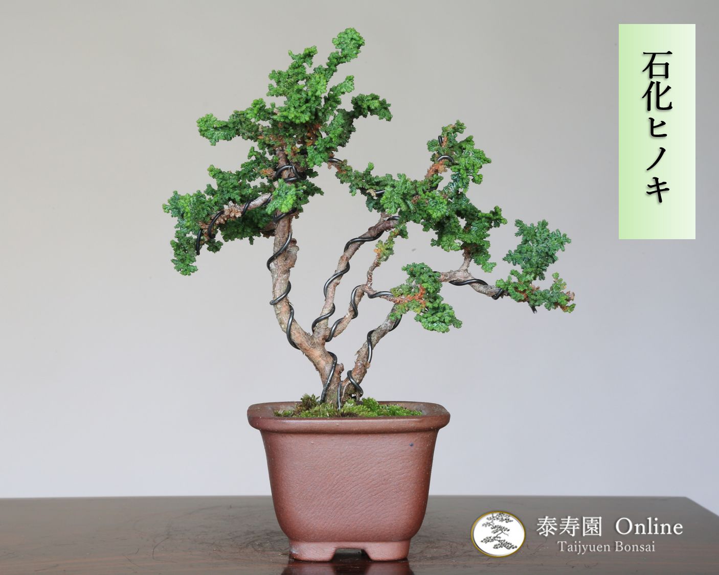 小品石付石化桧盆栽】⭕希少❗真柏 、他