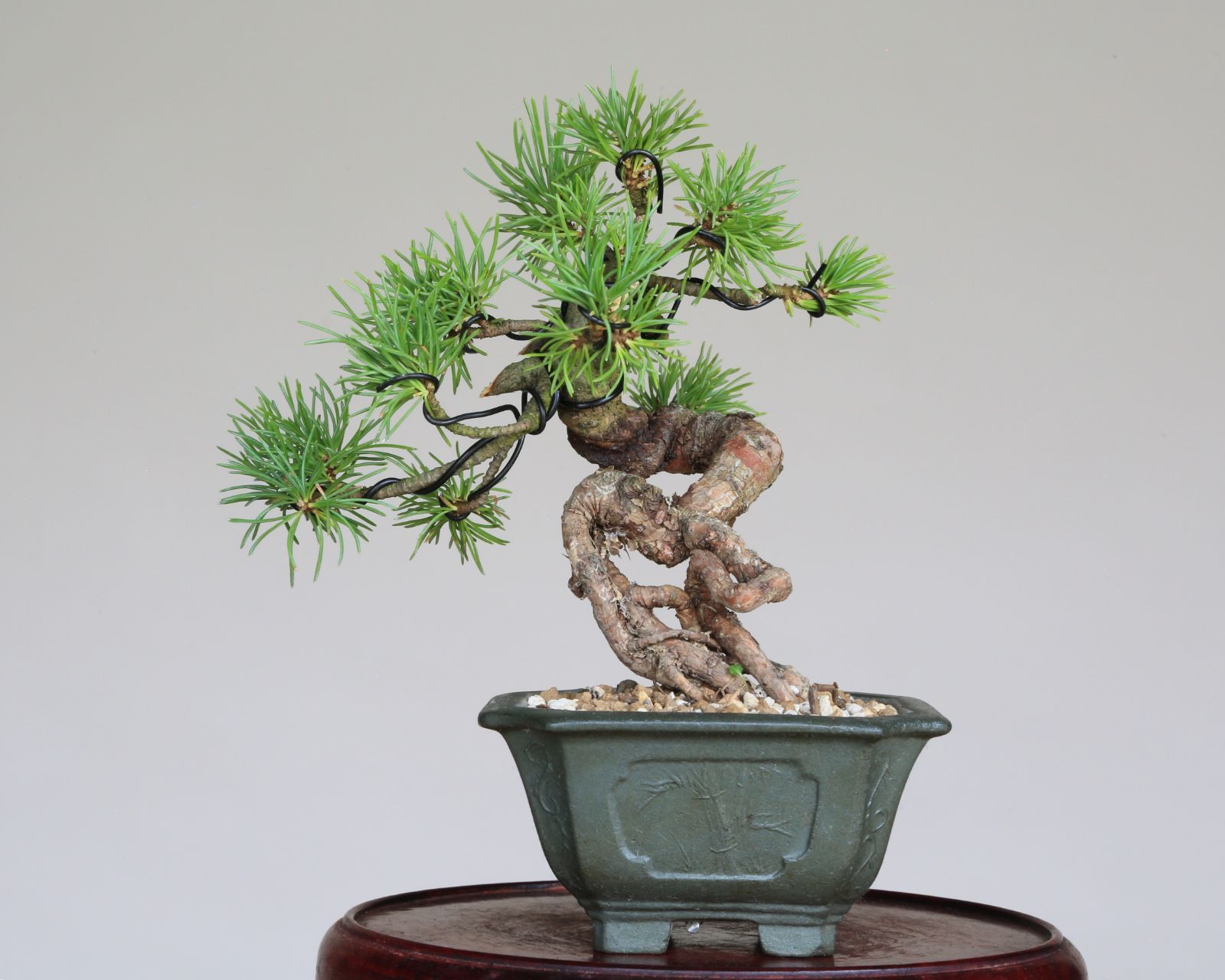 松柏