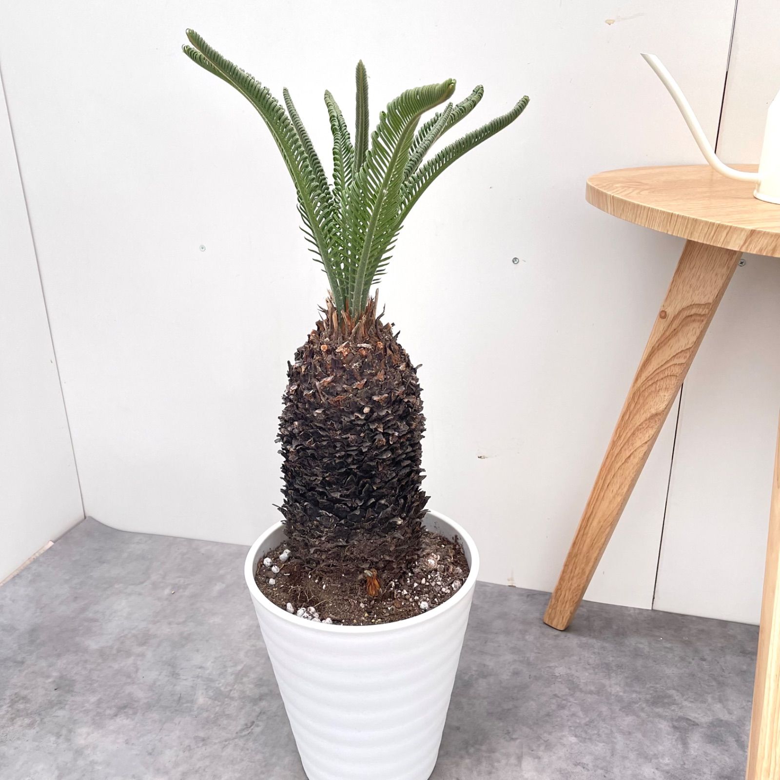 ソテツ 蘇鉄【現品】ドライガーデン 観葉植物 屋外 大型 南国