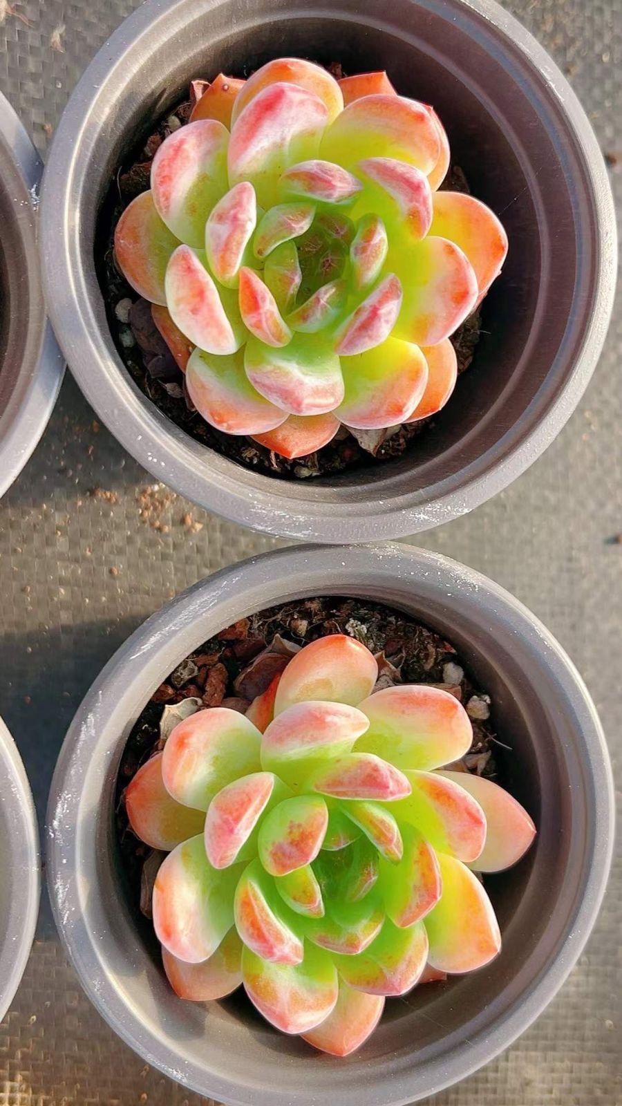 No.517 ❁ロンリーダック❁ 抜き苗 多肉植物 寄せ植え 多肉植物抜き苗ミックス | 京都 おむろ YUUKIESGARDEN(ゆうきい