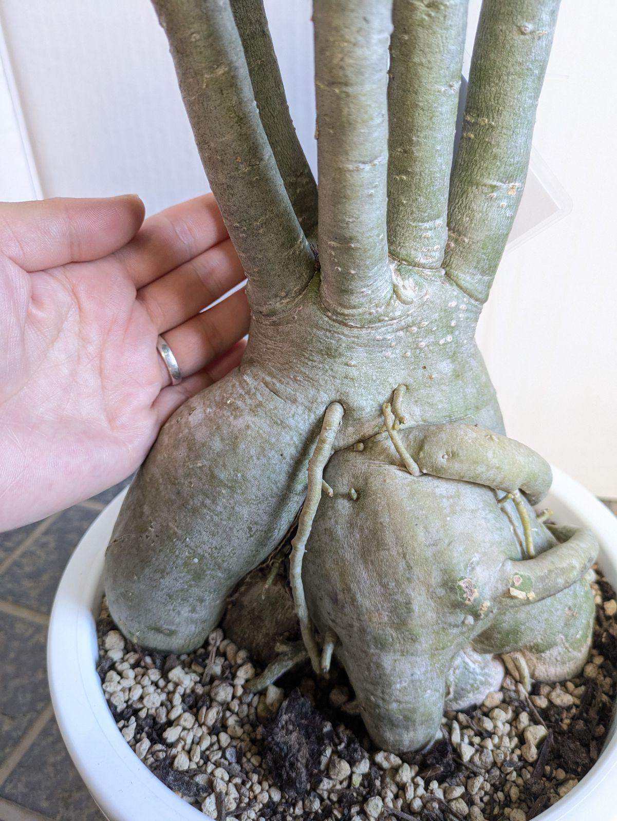 アデニウム アラビカムモンスター 現品 ポットごと発送 アデニウム」の