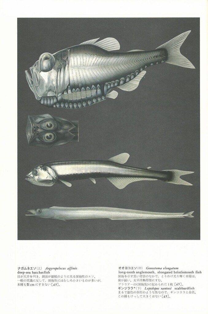 旧装版 世界大博物図鑑 荒俣宏 魚類 2 - メルカリ