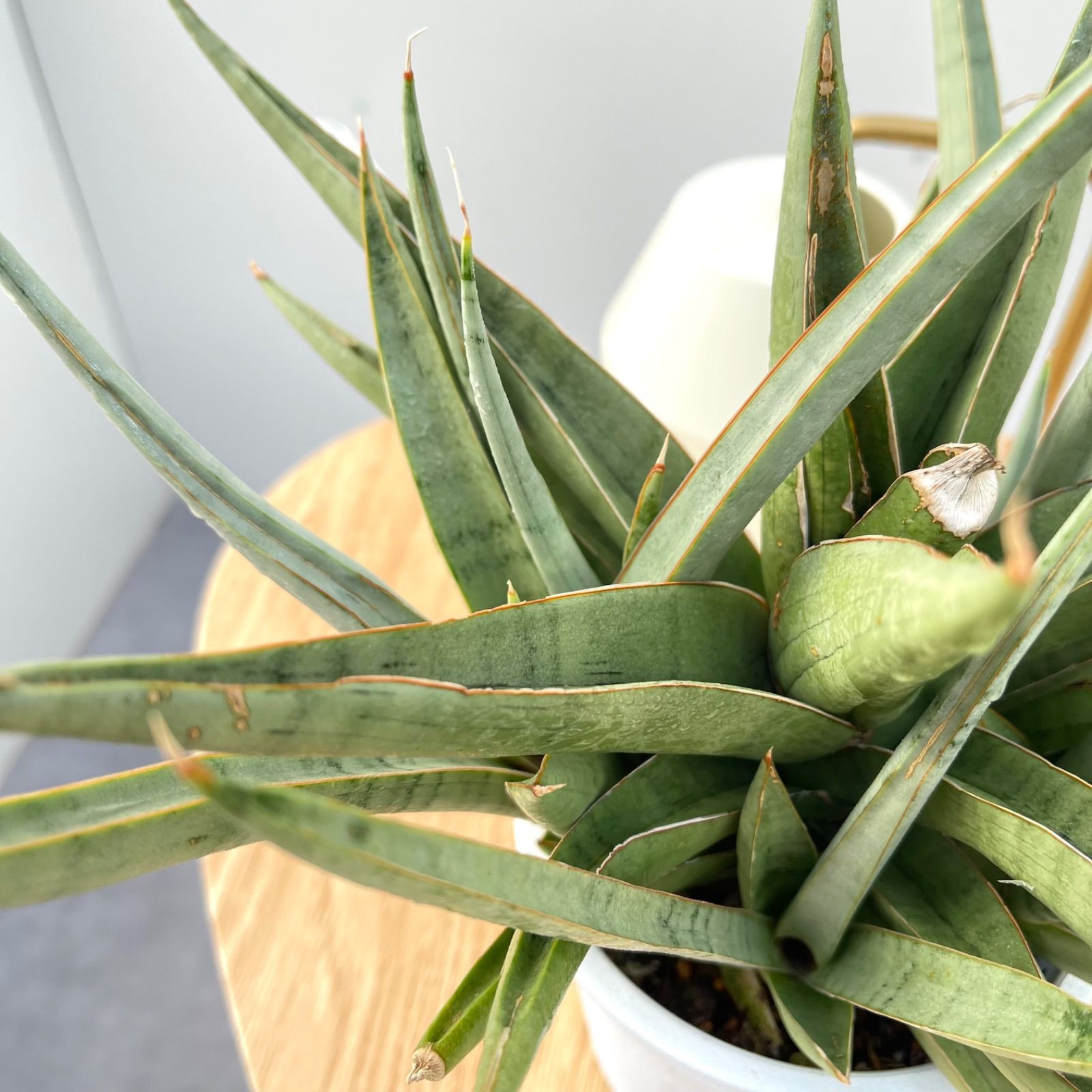 現品　サンスベリア　バイビット　子株　希少　珍しい　ビザルプランツ　観葉植物 現品 サンスベリア バイビット 子株 希少 珍しい ビザルプランツ