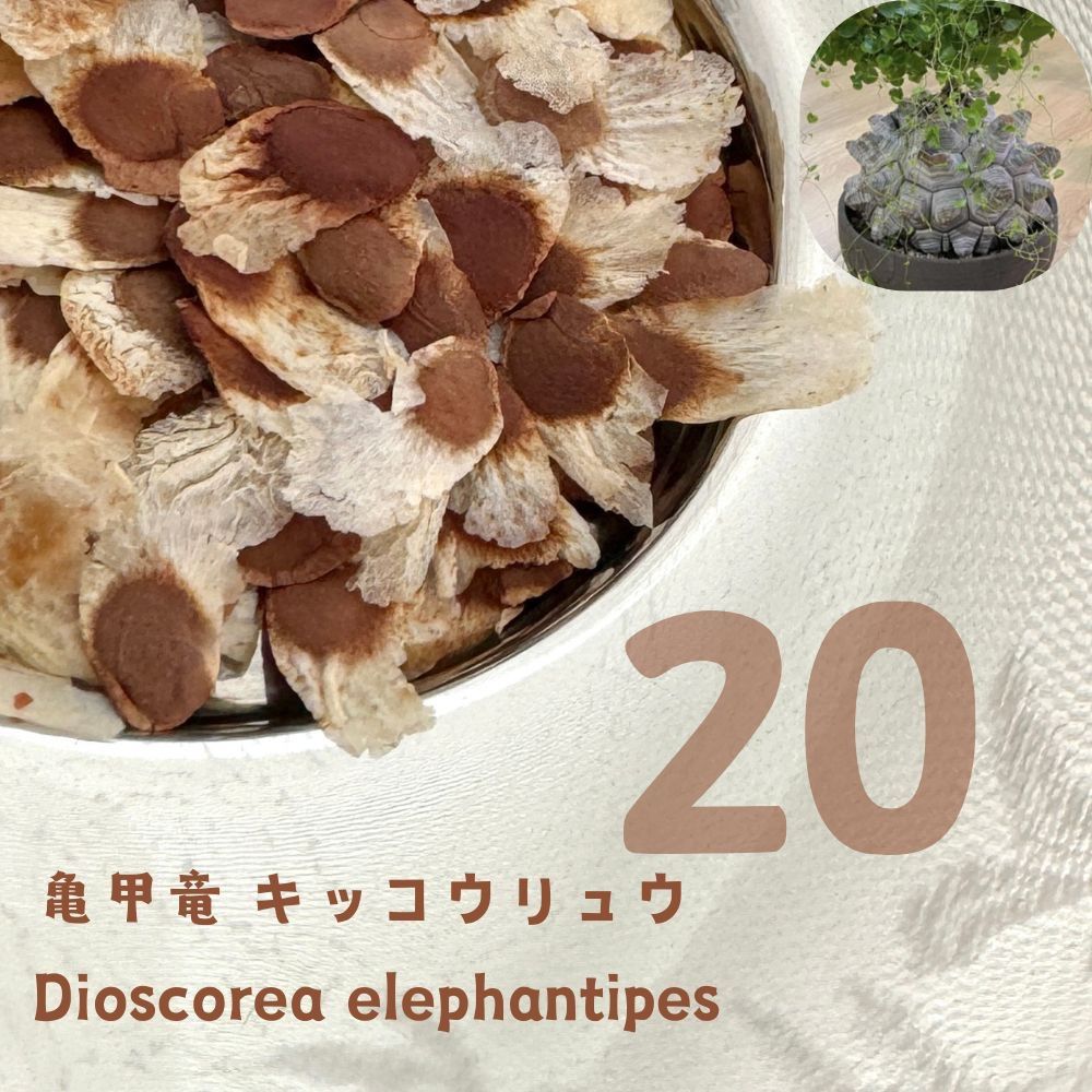 1月入荷 種子 アフリカ亀甲竜 キッコウリュウ ディオスコレア