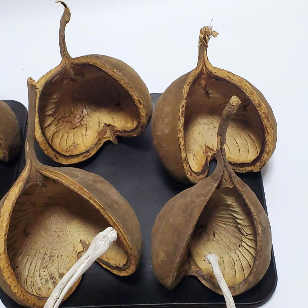 クリスマス ウエルカムスペース