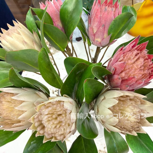 種類6：JS-741-キングプロテア-ピンク ☆秋のお買得セール中!☆ キング