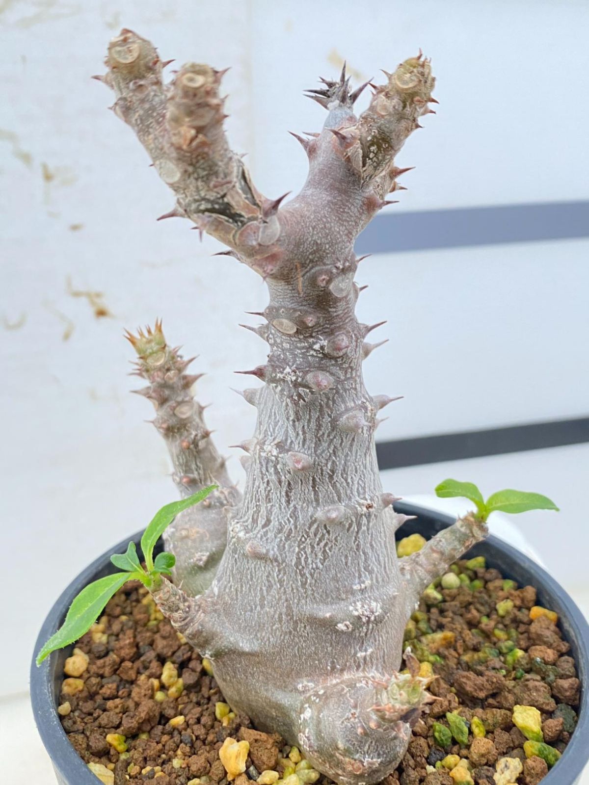 4097 「実生」パキポディウム ウィンゾリ 植え【種から発芽・発根・Pachypodium windsorii・安定開始】 - メルカリ