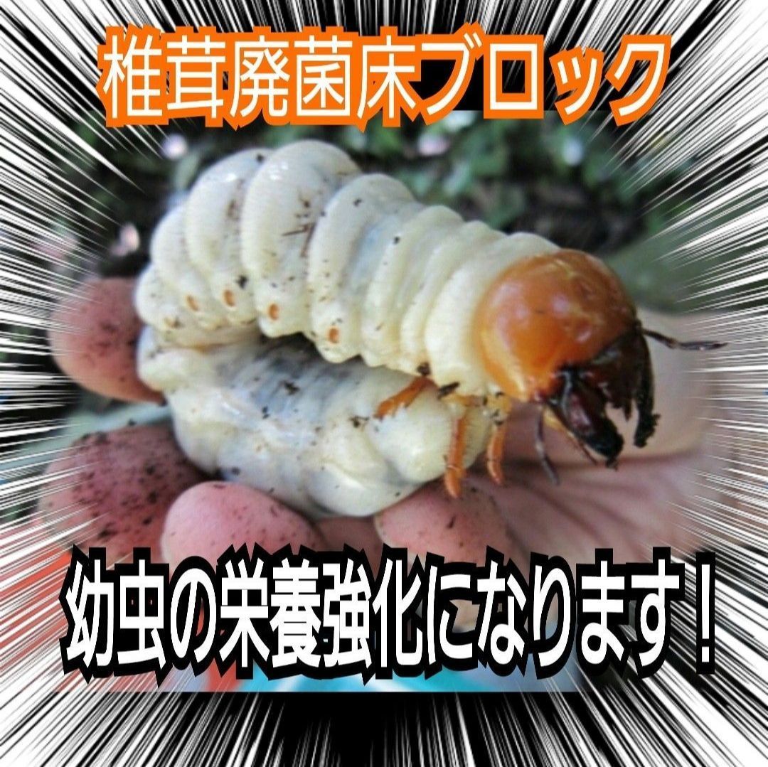 訳あり特価！割れてる！椎茸廃菌床20ブロック分☆カブト幼虫の