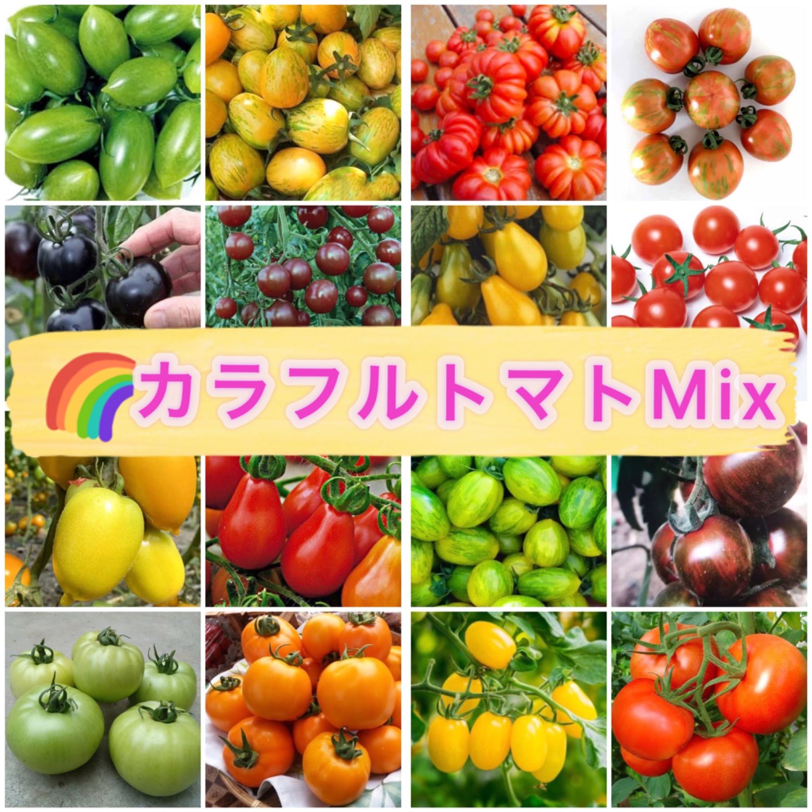 ☆カラフルトマト☆ Mix種子0.5㎖330円 野菜の種 大玉、中玉、ミニトマト