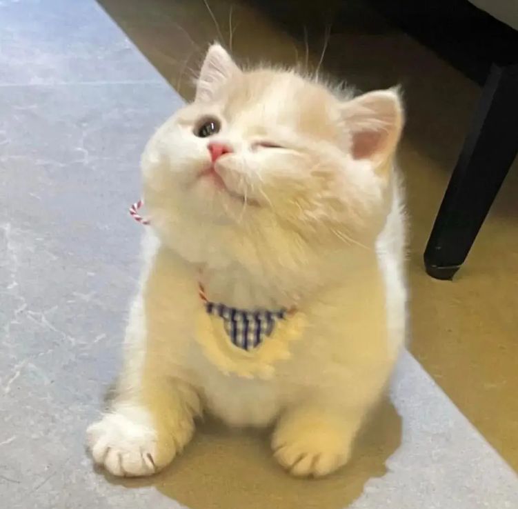 V12 ヴィトゥエルヴ 2024年モデル 起毛 ハイネックブルゾン レッド系