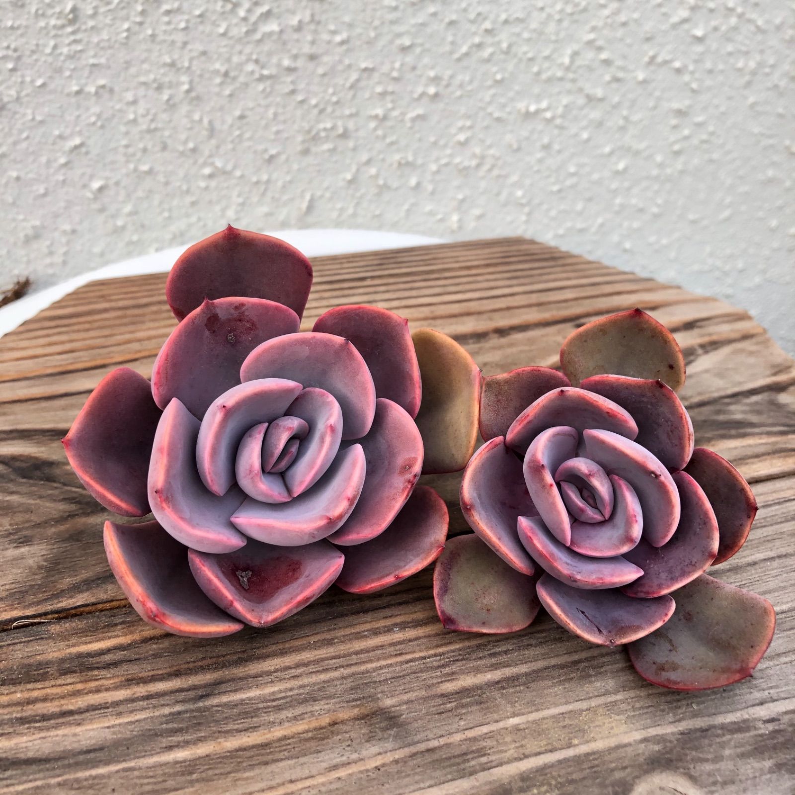 Dusty Rose ダスティローズ ダスキーローズ カット苗 多肉植物