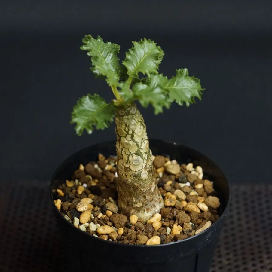 Dorstenia gypsophila x lavrani