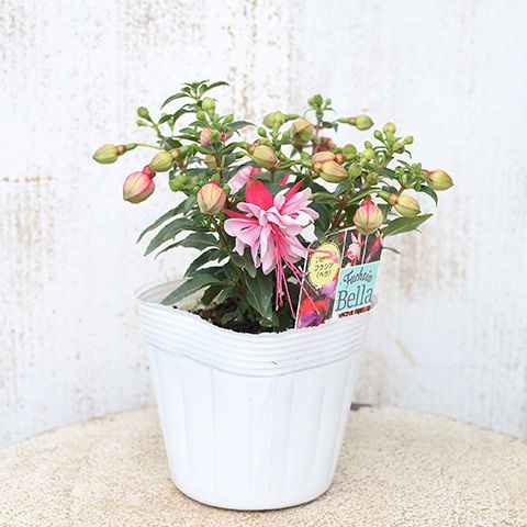 八重咲きフクシアとプーニーフクシアの寄せ植え♪ | 庭の小さな