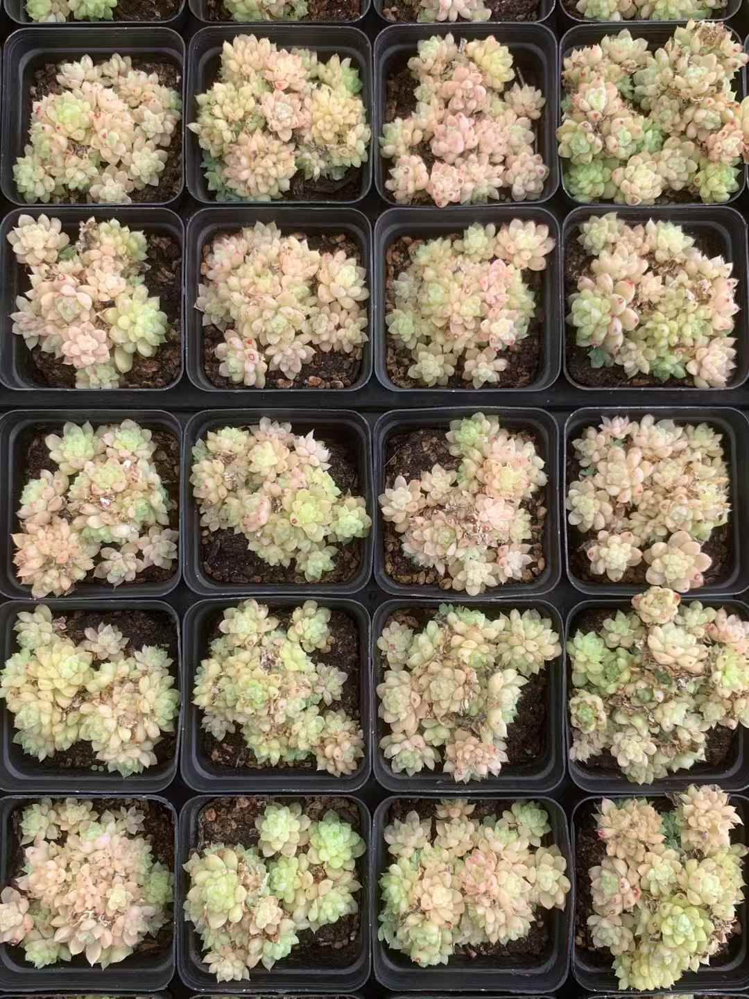 多肉植物 アエオニウム