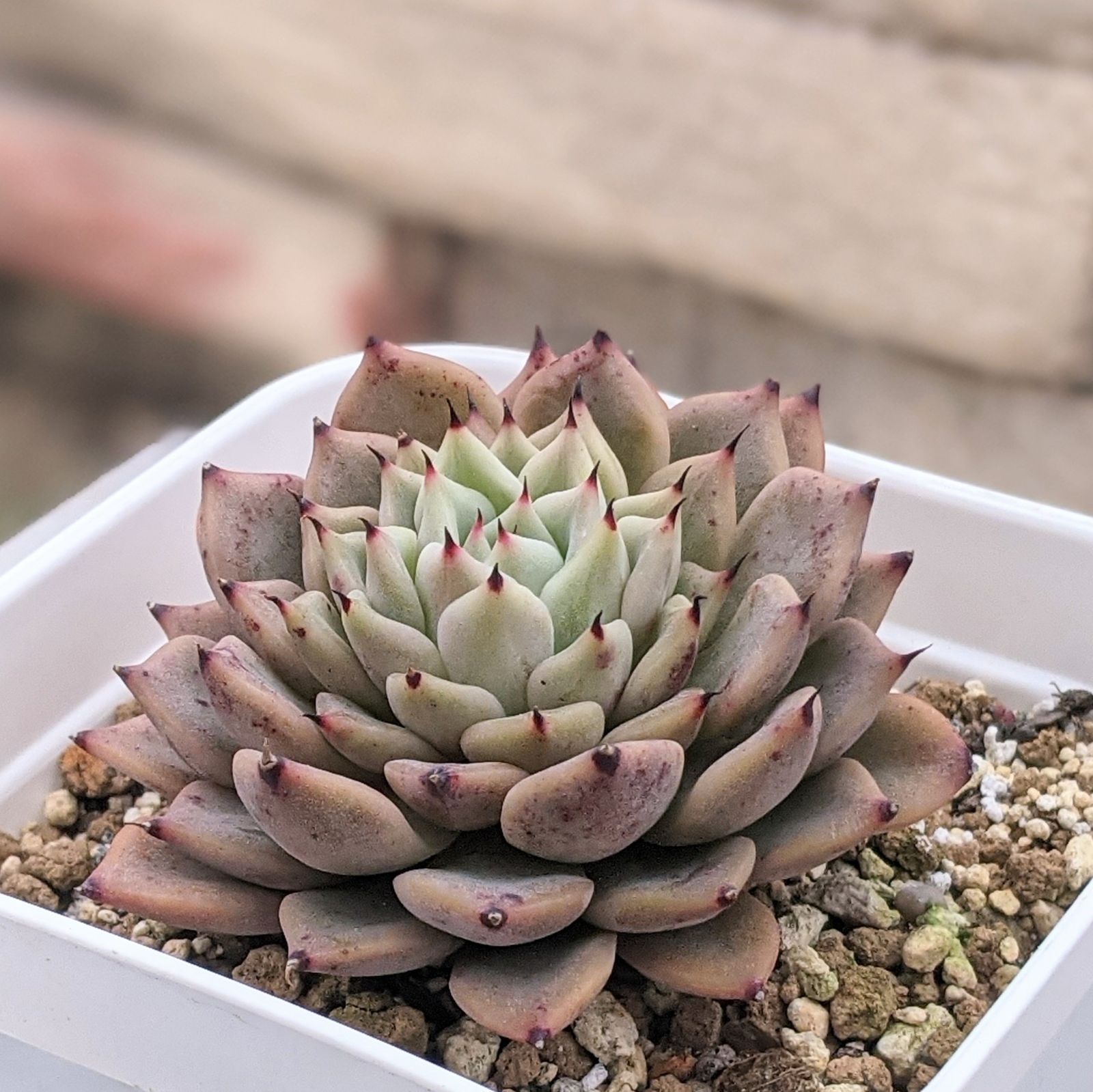 売却済み 多肉植物 リエール苗 ブラックチップ 【公式通販】