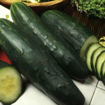 マーケターきゅうりの種(Marketer Cucumber・固定種) - メルカリ