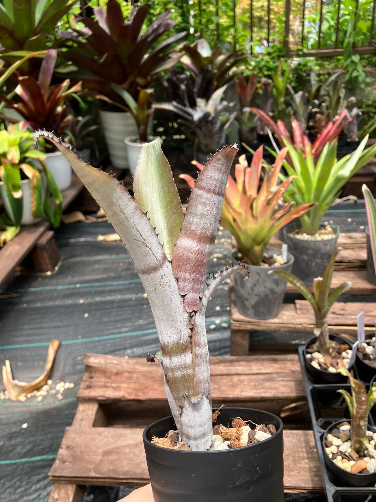 2株立 ビルベルギア・ガーダ Billbergia Gerda