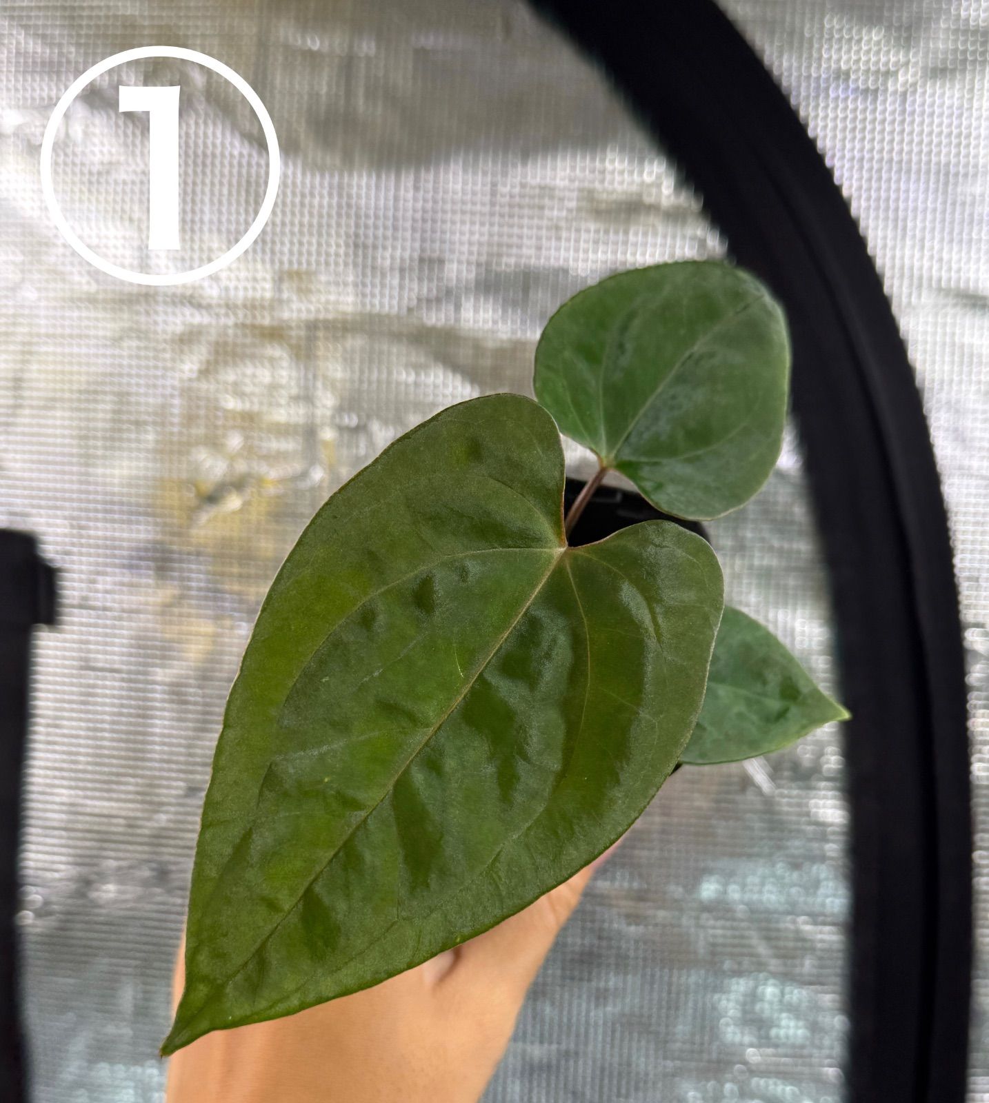 Anthurium AOS①の株　確認用（どなたでも購入可能） Anthuroom】Anthurium 'Red Spider' (clone) x papillilaminum 'A+