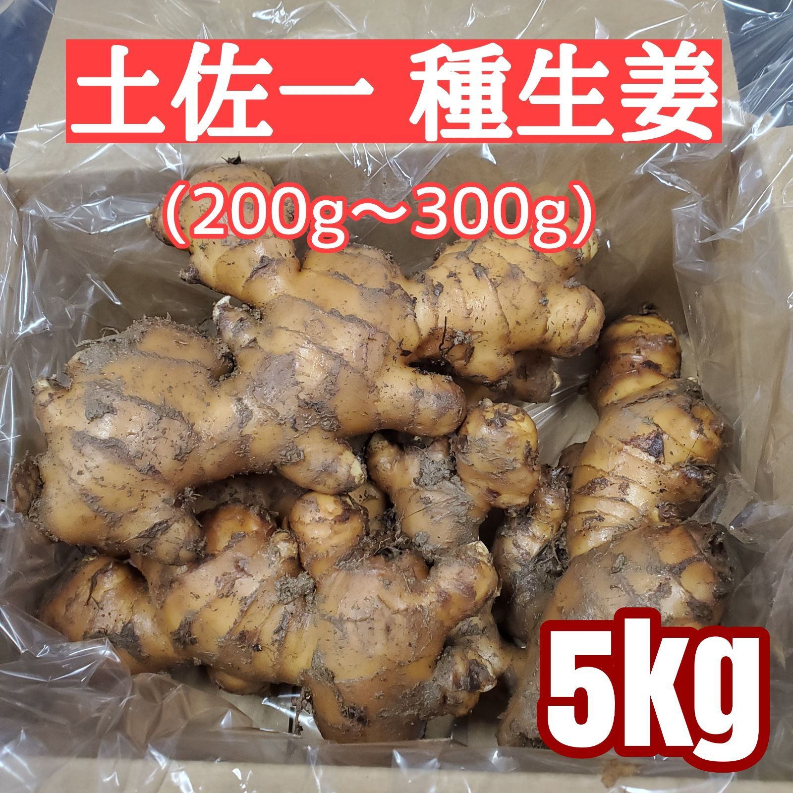 種生姜 土佐一 200g～300g 5kg
