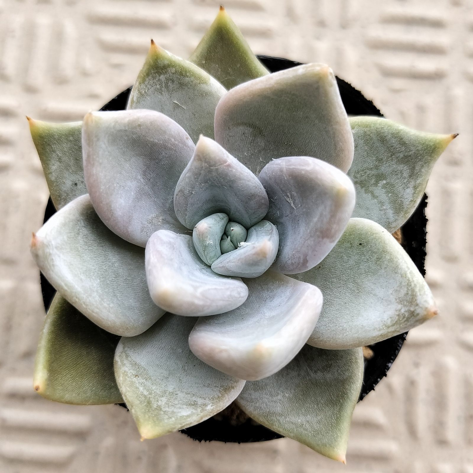 白くま 優木園 多肉植物 エケベリア - メルカリ