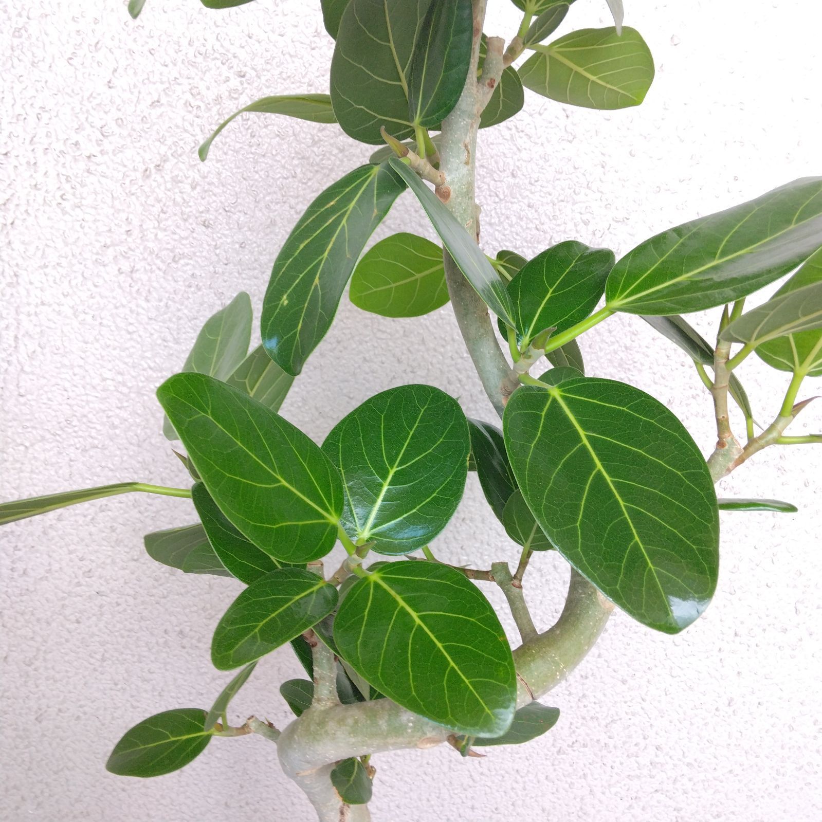 【背高め♥S字】フィカス ベンガレンシス 曲がり ゴムの木 楽天市場】フィカス ベンガレンシス 曲がり S字 仕立て ゴムの木