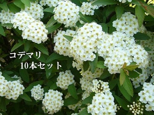 10本セット コデマリ樹高0.5m前後15cmポット