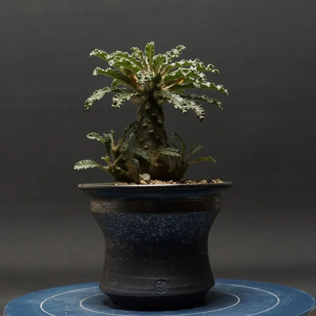 Dorstenia lavrani