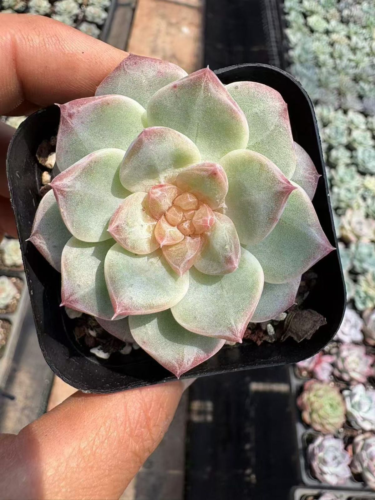 51#多肉植物アエオニウム❤️ 花顏黒牡丹 ❤️1大頭5小　頭23cm拨き苗 51#多肉植物アエオニウム❤️ 花顏黒牡丹 ❤️1大頭5小 頭23cm拨き苗