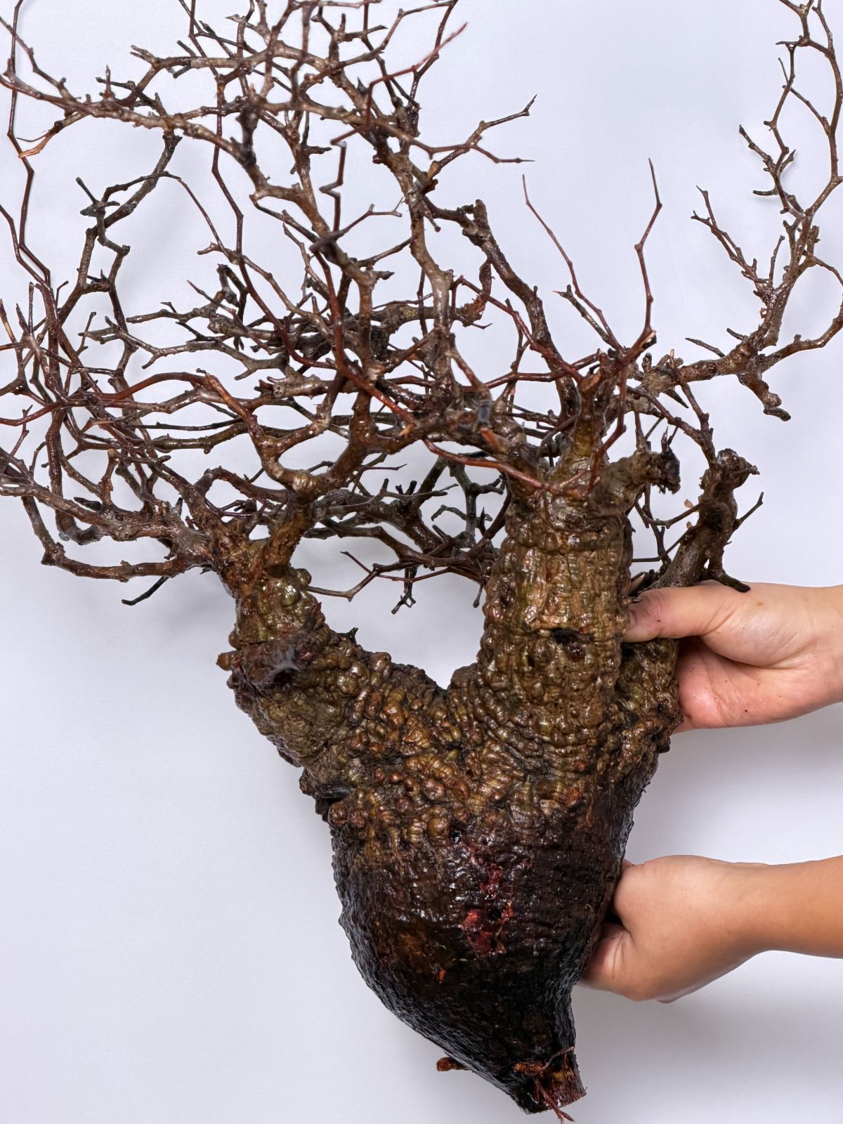 pachypus パキプス