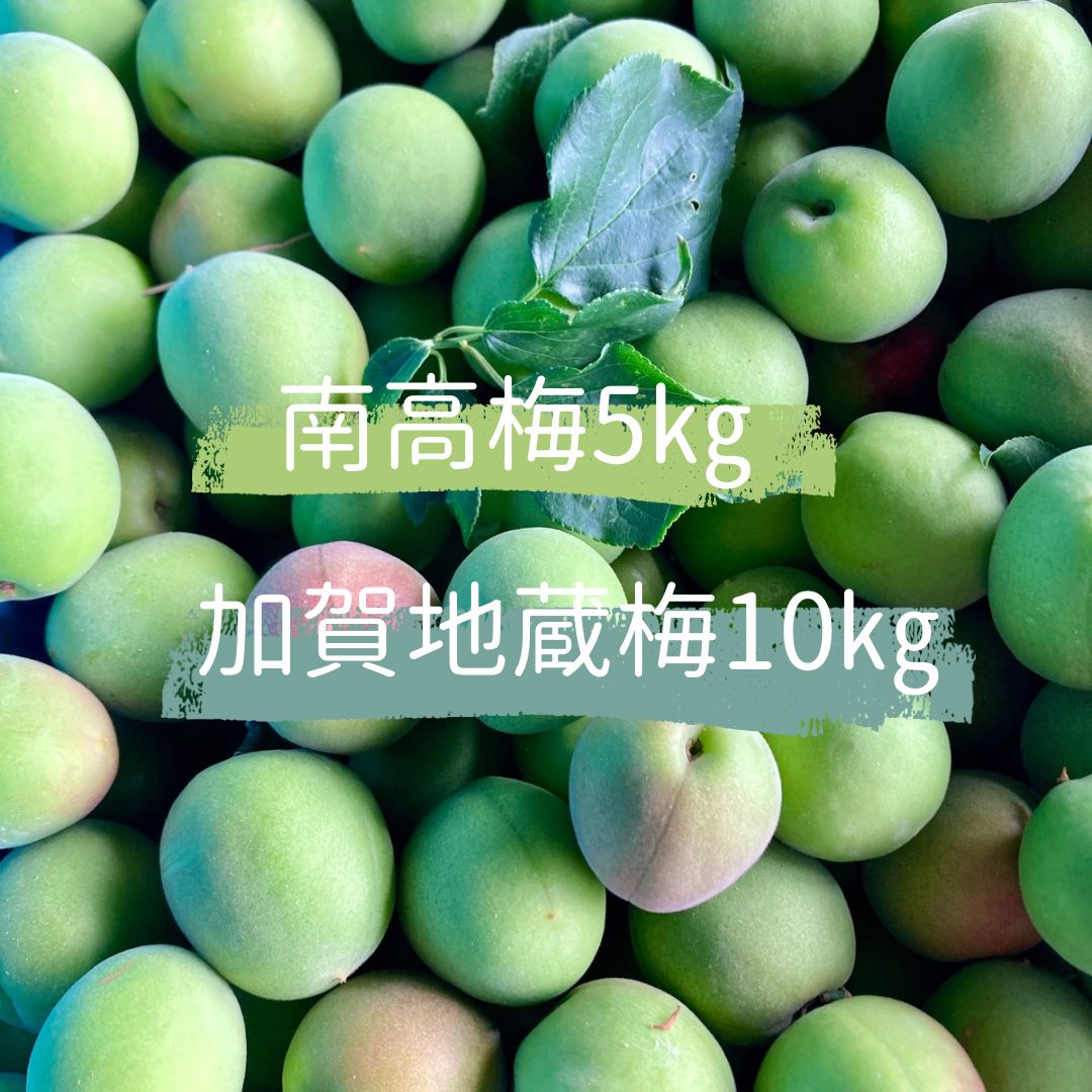 ご 無農薬 青梅 南高梅 5㎏ 加賀地蔵梅 10㎏ほど