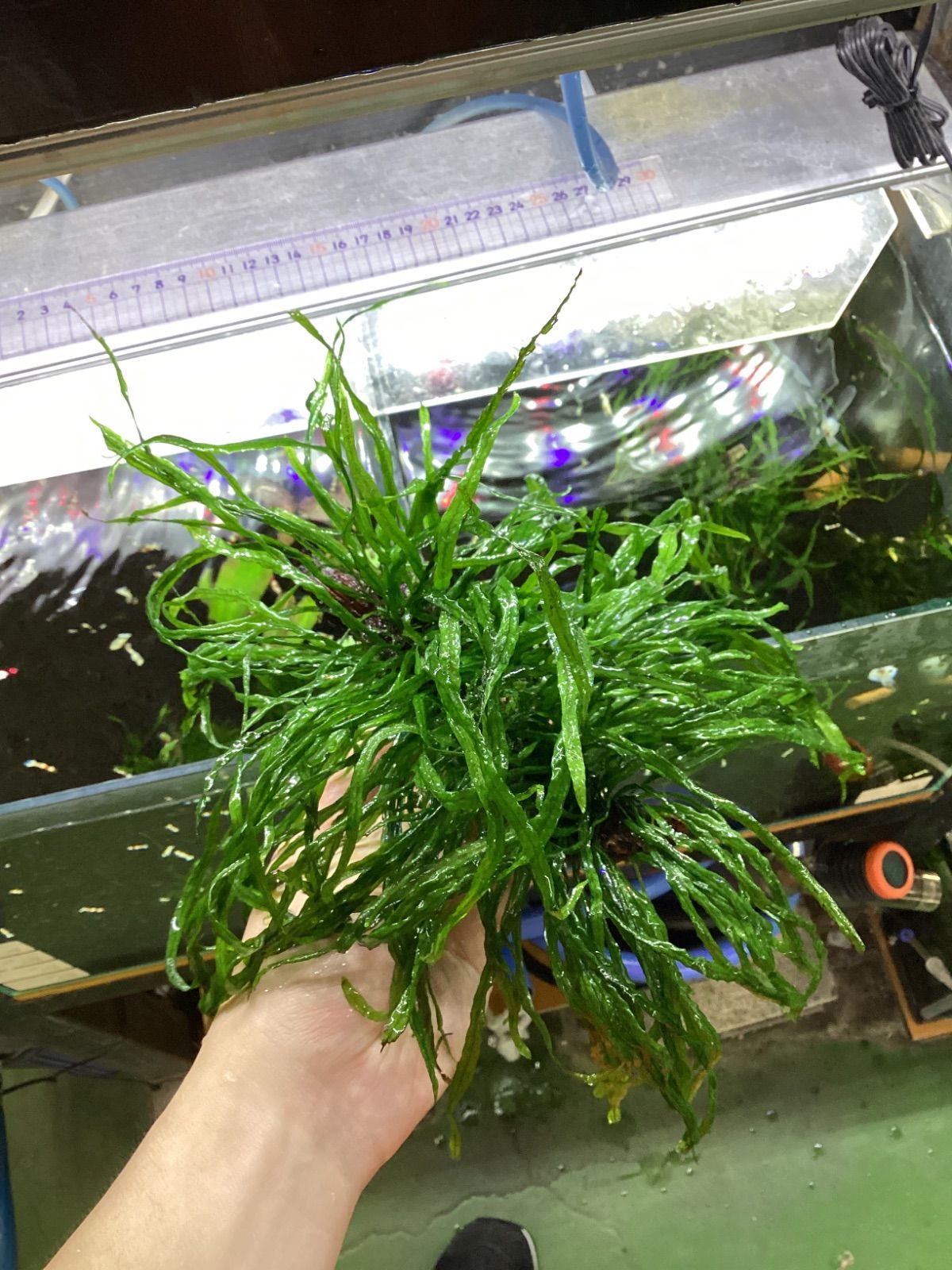 希少種‼️タイ産 本ナロー 150葉 メルカリ便 希少種‼️タイ産 本ナロー 150葉 メルカリ便 - メルカリ - 水草