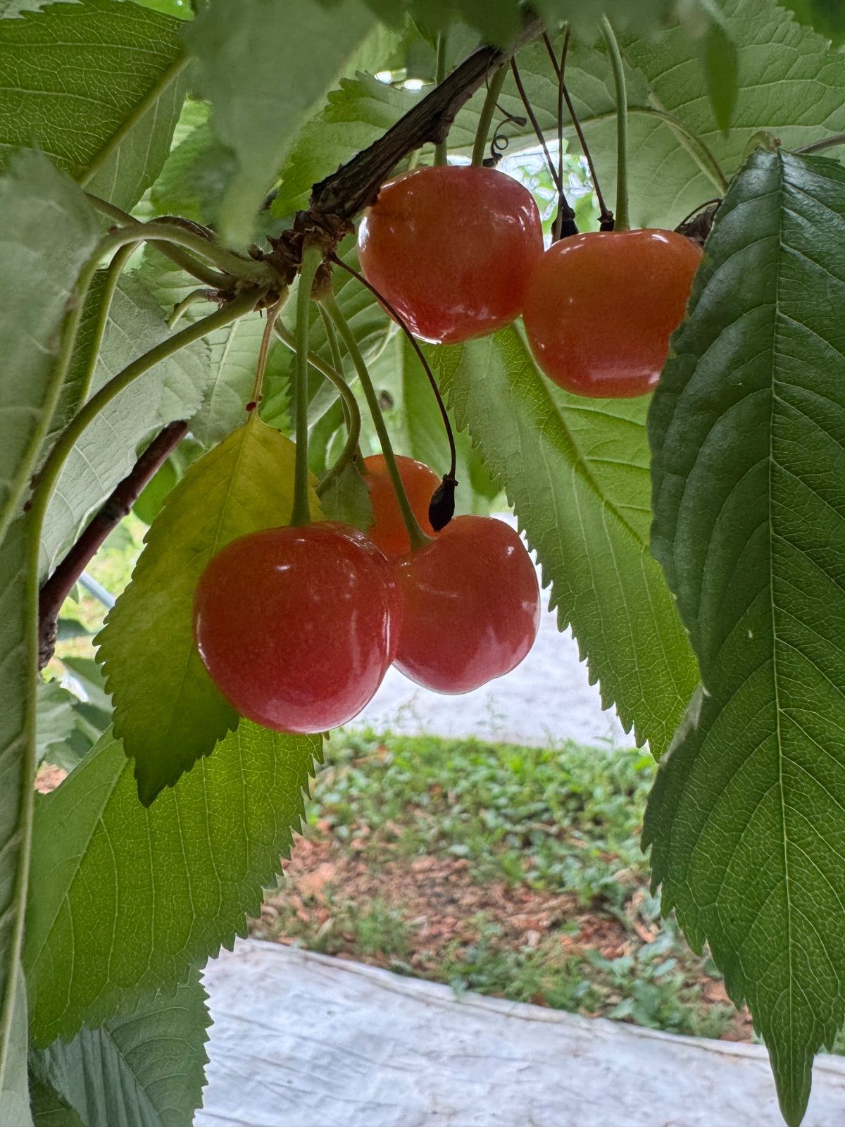 ゴエモン様専用 さくらんぼ 佐藤錦L2キロ