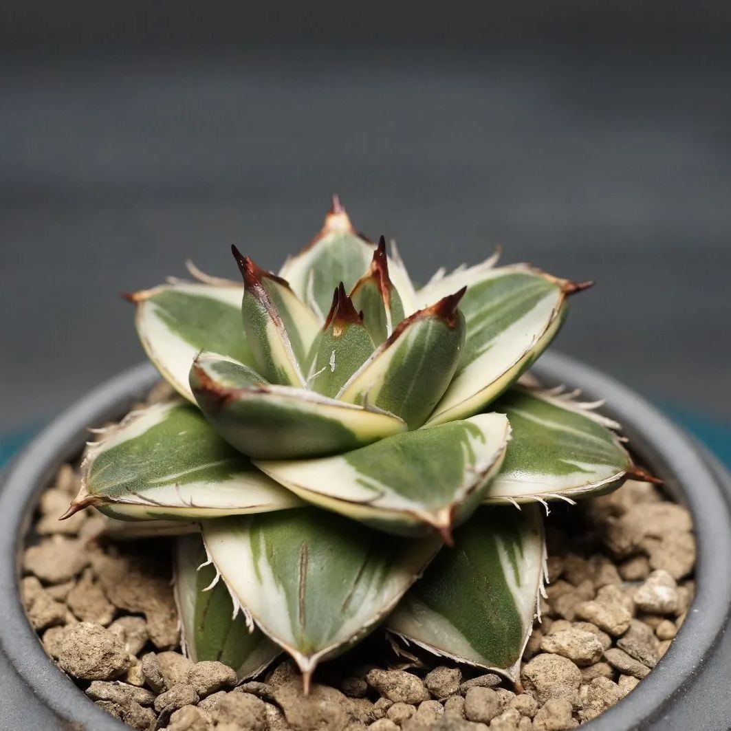 Agave filifera 'Pinky'