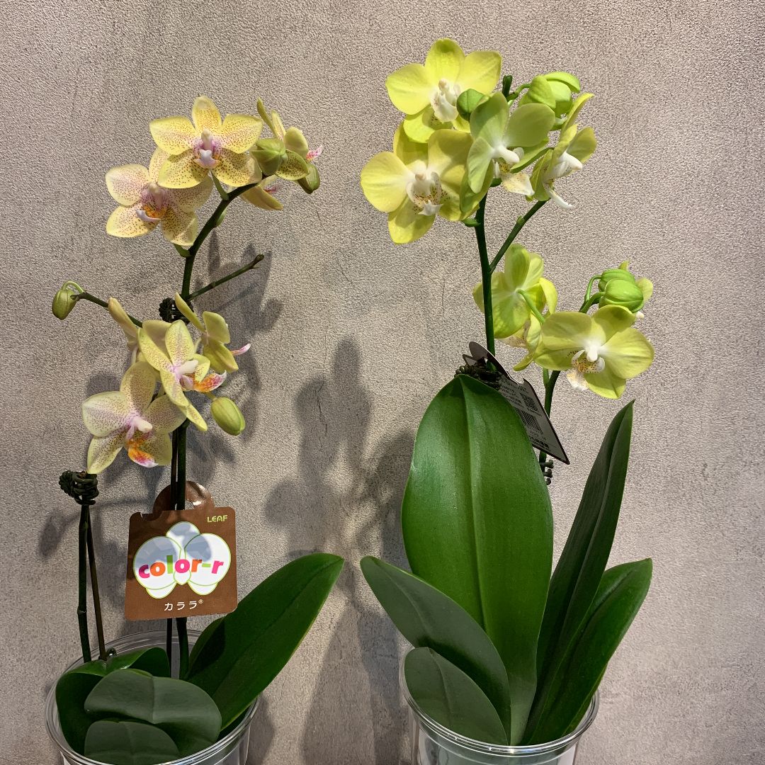 SALE❗️胡蝶蘭❤️3株セット お買い得胡蝶蘭まとめて13株セット