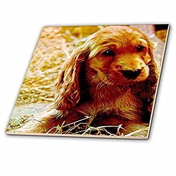 CT 486犬Irish Setter???Irish Setter Puppy???タイル 4-Inch-Ceramic ct_486_1