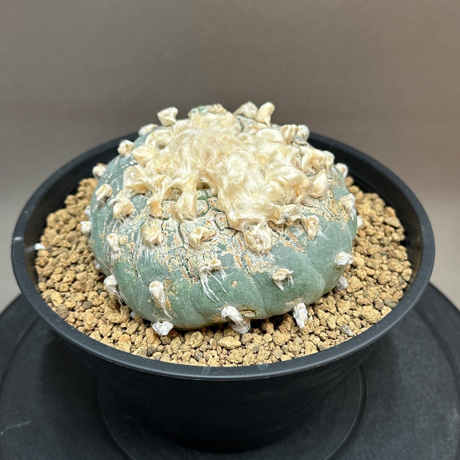 Lophophora ロフォフォラ 銀冠玉 白肌 サボテン no.586