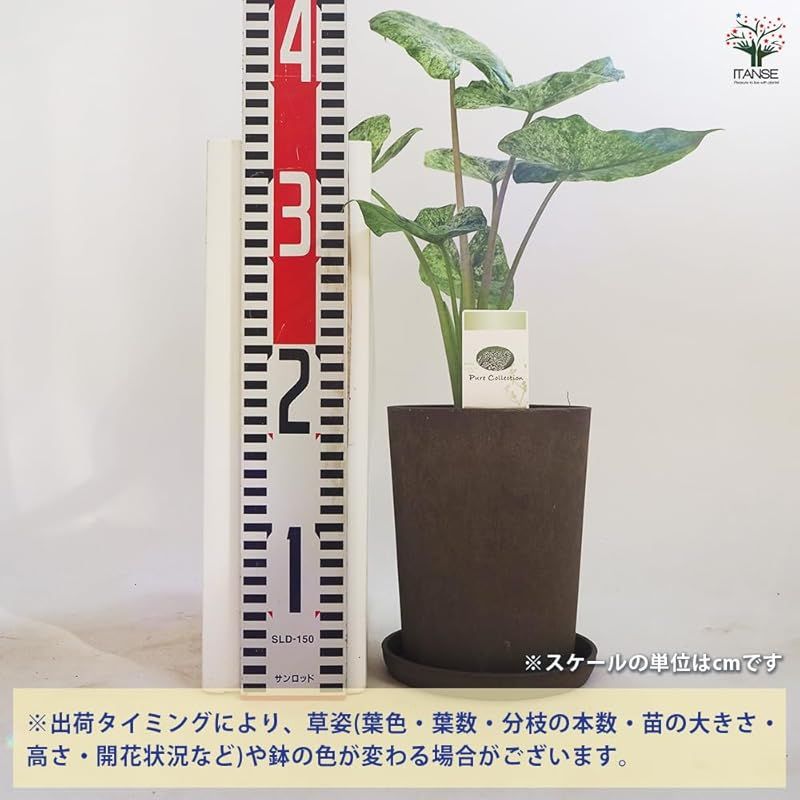 学名 Alocasia