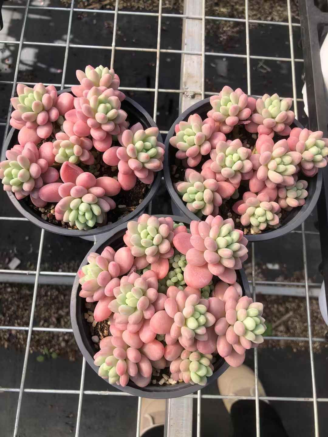 抜き苗 多肉植物