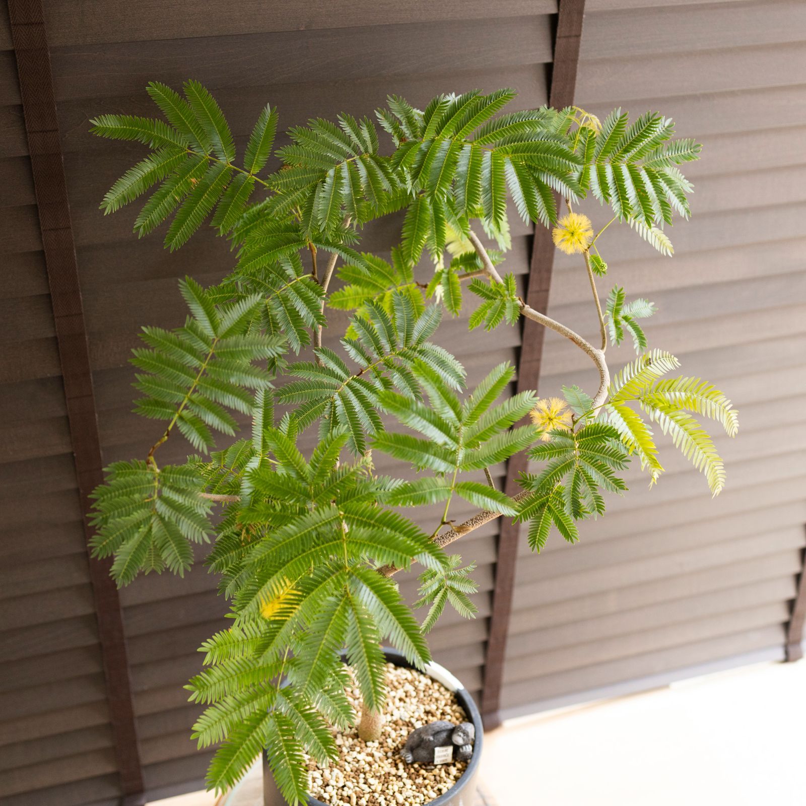 ☆ エバーフレッシュ 沖縄産♪ 163cm 曲がり仕立て♪ ☆ エバーフレッシュ 沖縄産♪ 163cm 曲がり仕立て♪