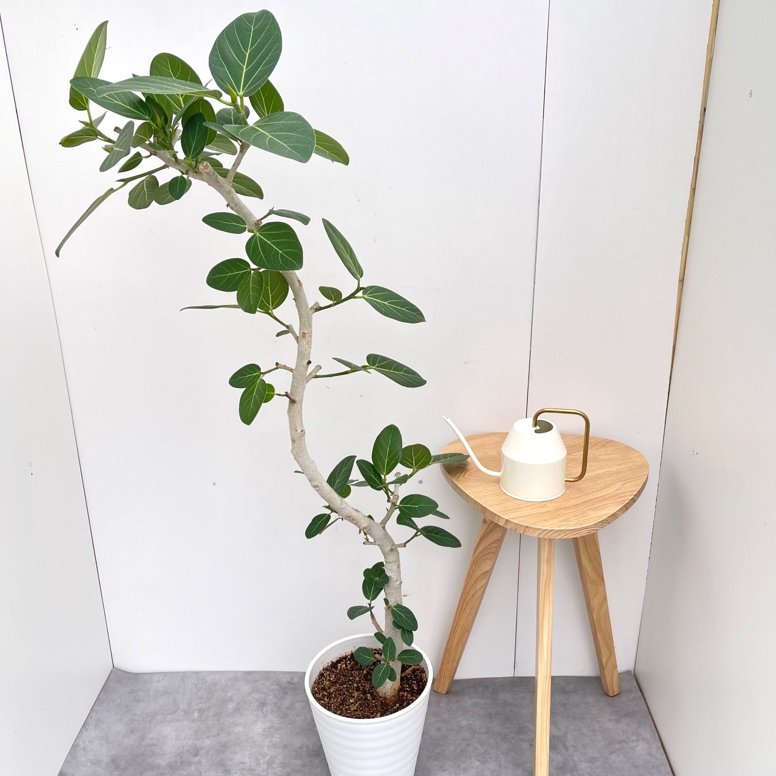 大貫弘由貴 GEO 鉢 raw 小売 life factory goujin 2026年最新】Raw