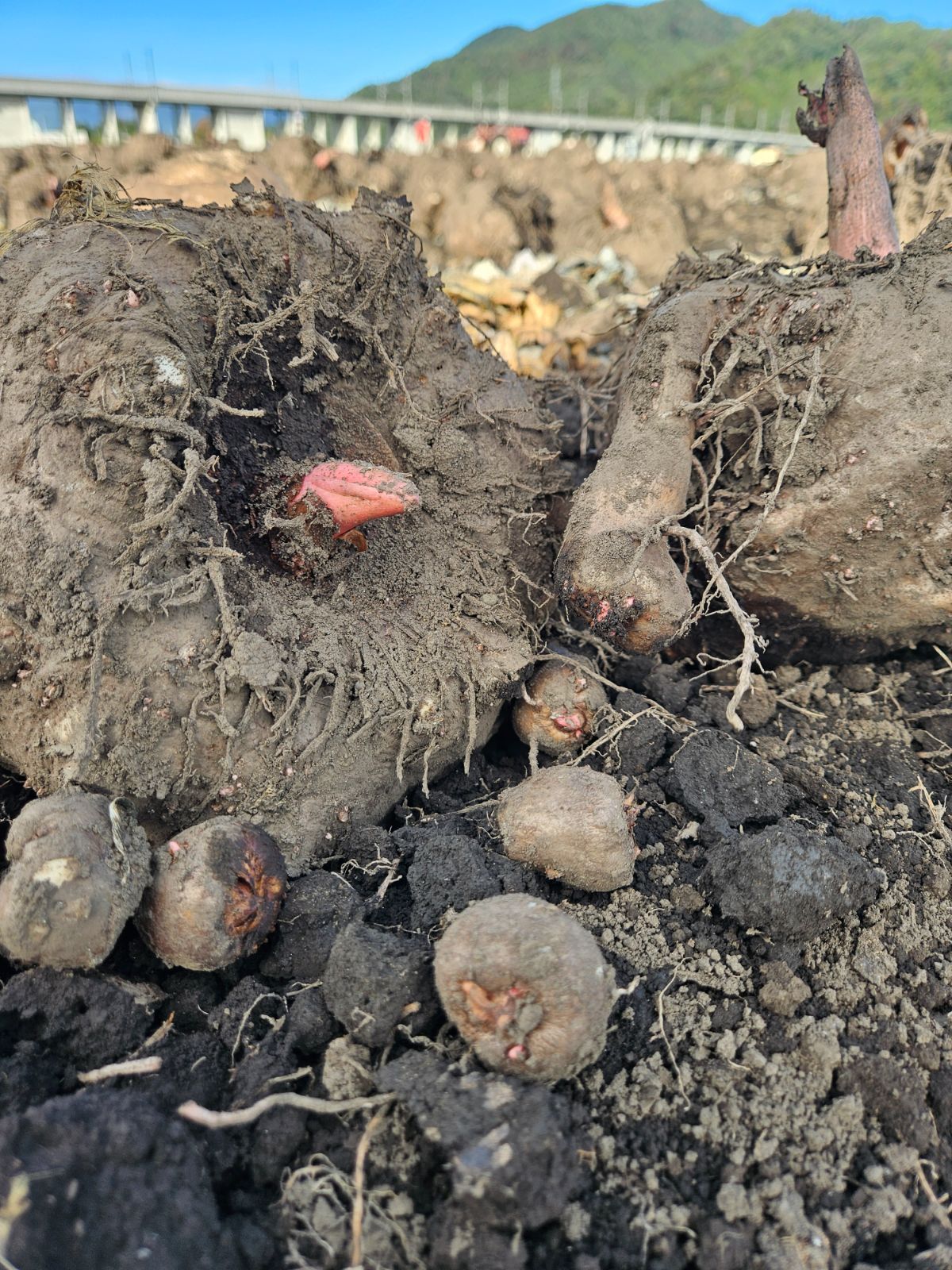 こんにゃく芋10キロ　農家直送　みやままさり