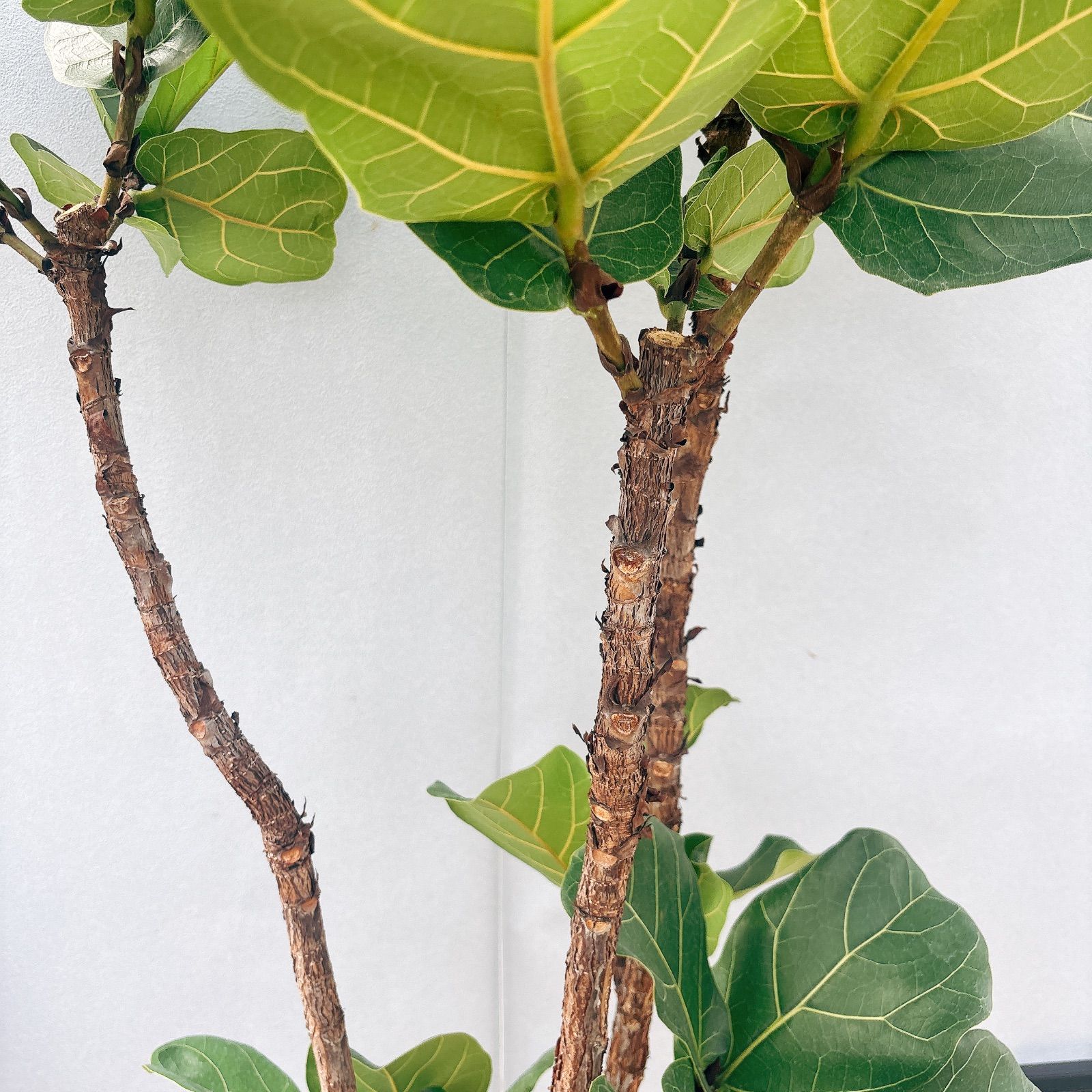 ［現品］4番　カシワバゴムノキ　フィカス　リラータ　ストレート　8号　大型　室内 現品］4番 カシワバゴムノキ フィカス リラータ ストレート 8号