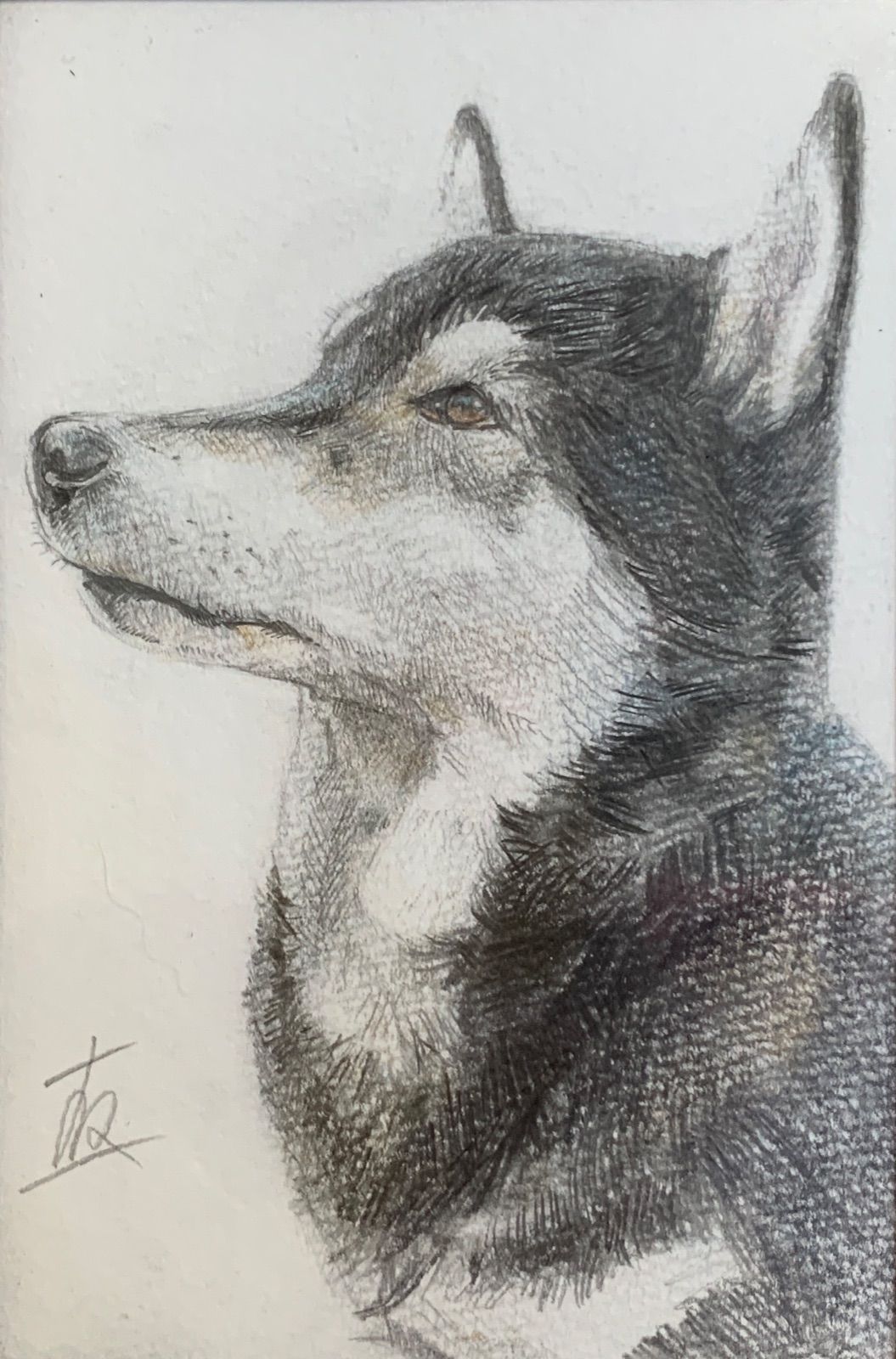 手描き ハイグレードリアル色鉛筆画【原画】犬 No.5 - 絵画/タペストリ