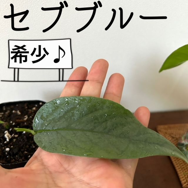 Epipremnum pinnatum Cebu Blue セブブルー 観葉植物 - www.flexio.cz