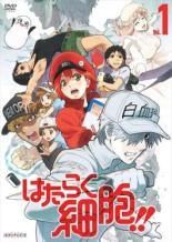 はたらく細胞 4巻セット レンタル落ち DVD