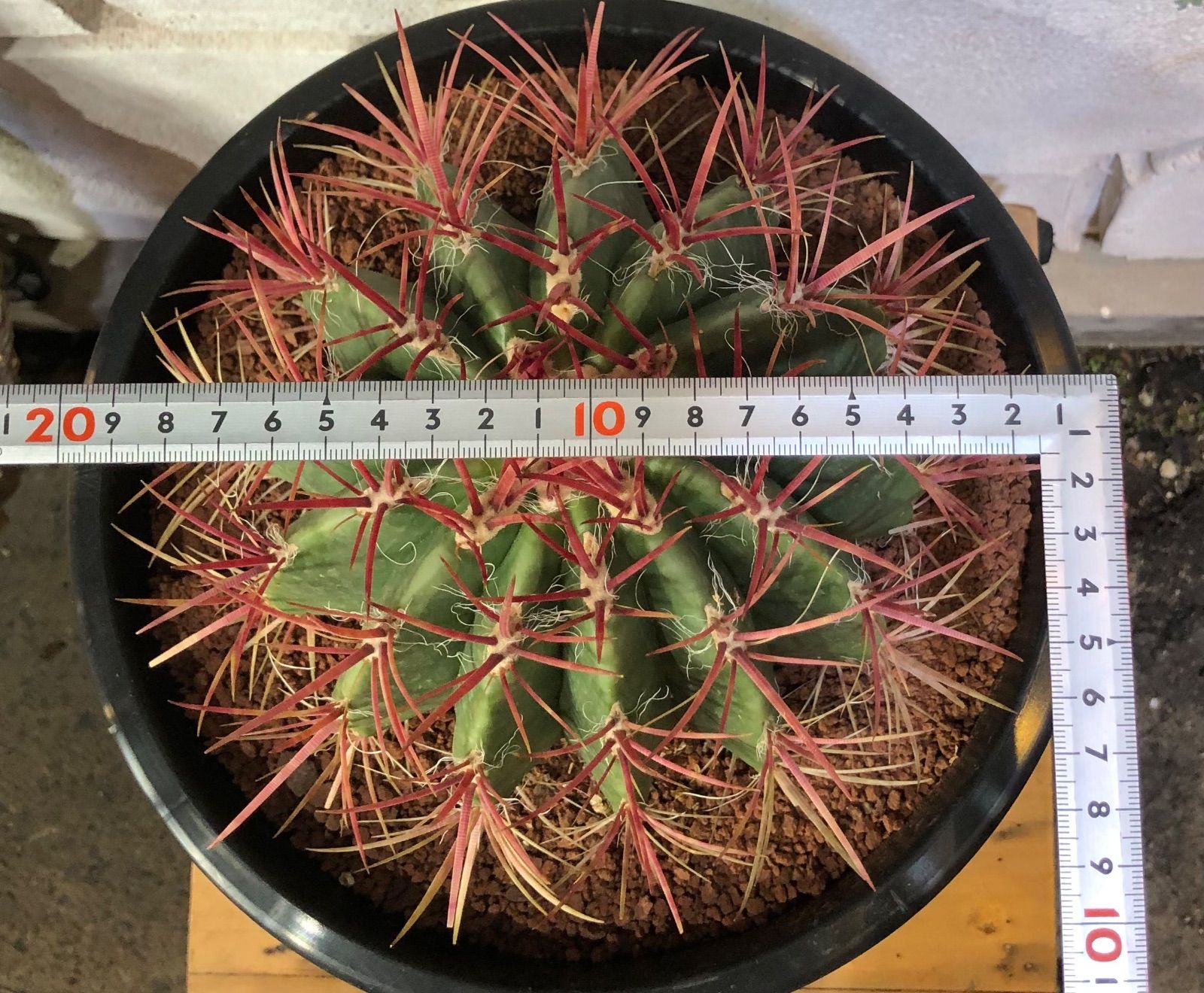 2024 赤鳳 サボテン8号 サボテン 赤鳳 フェロカクタス 8号鉢 園芸