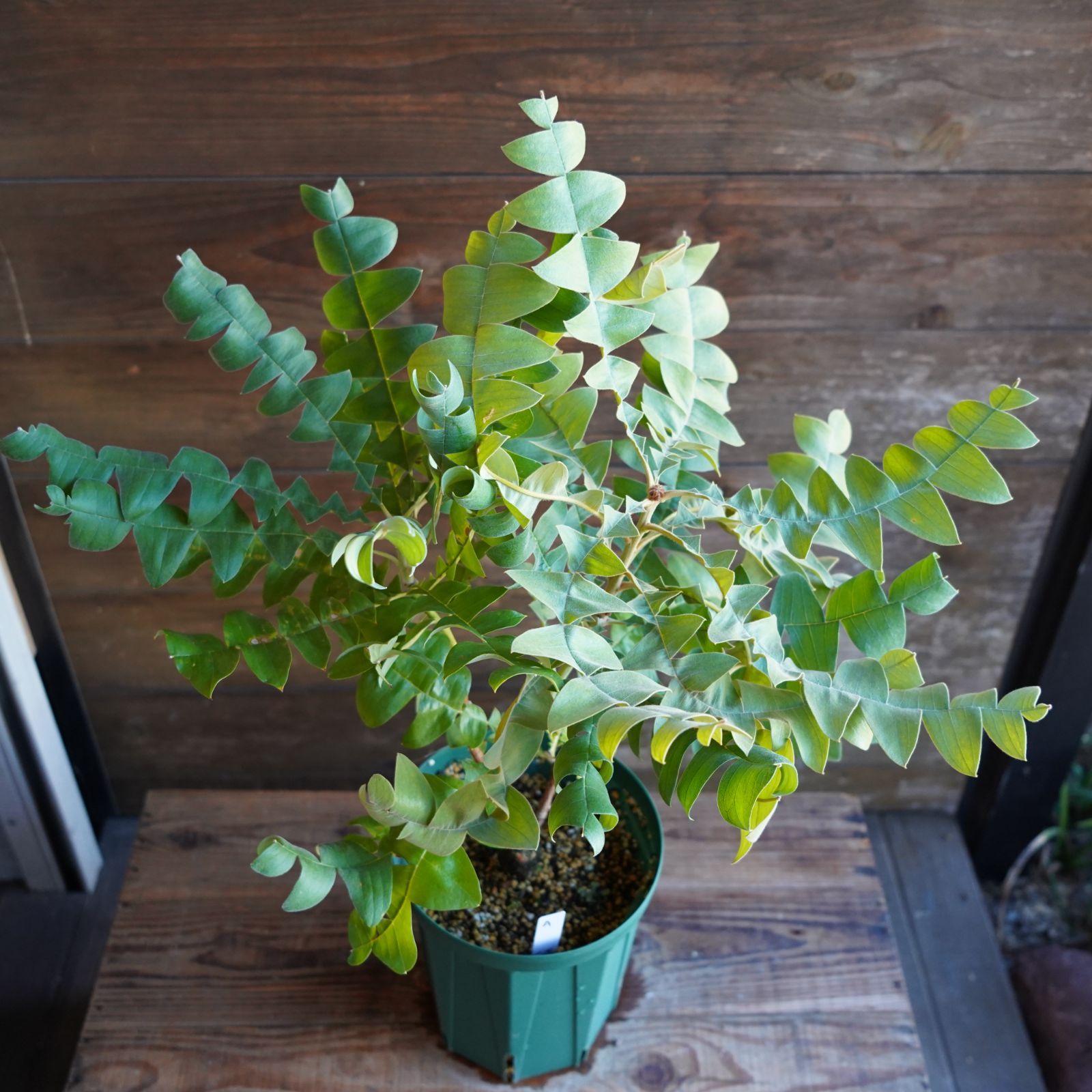 バンクシア ”グランディス” A オージープランツ 現物発送 - メルカリ