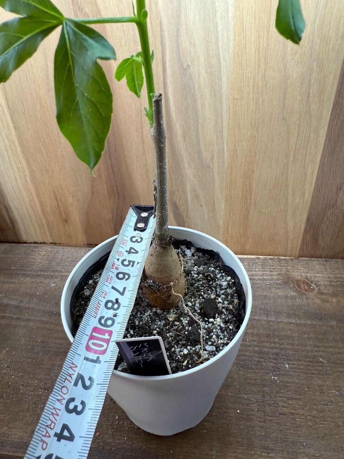 【セール】バオバブ　斑入り　No.001　鉢、送料込　メルカリ便 バオバブ 斑入り No.001 鉢、送料込 メルカリ便 バオバブ 斑入り No