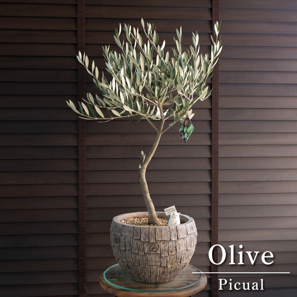 379.オリーブの木 ピクアル7号 オリーブ：ピクアル5～6号ポット